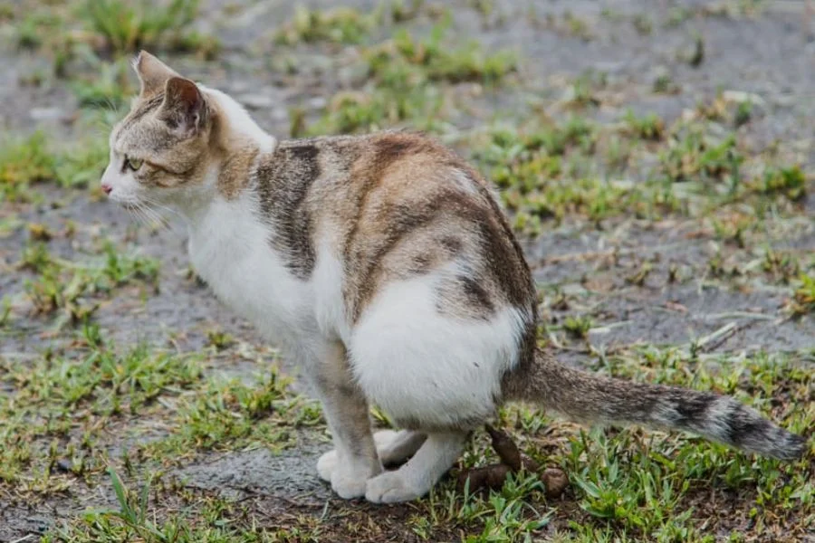 Best Homemade Cat Foods and Remedies for Constipation 1