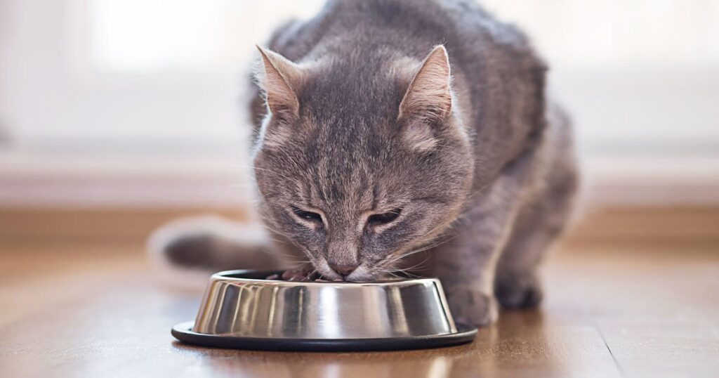 What to Feed a Cat With Arthritis?
