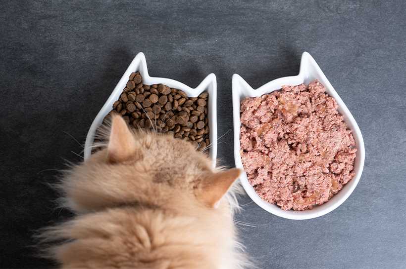 Mix Dry and Wet Cat Food For Kittens