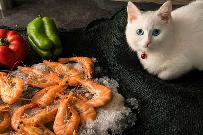 Cook Shrimp For Cats