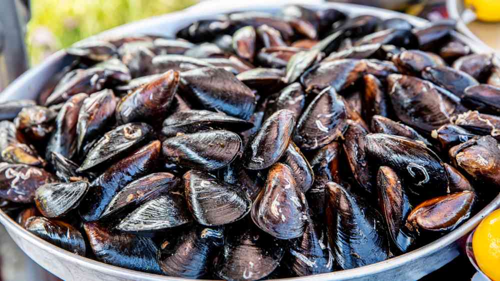 Cook Mussels For Cats