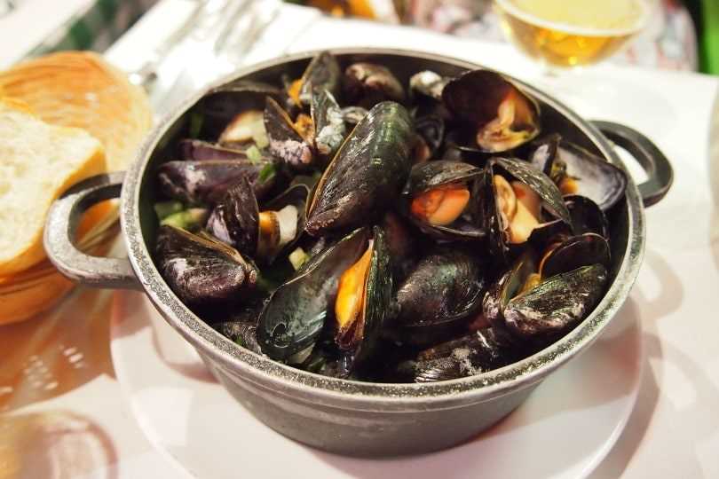 Cook Mussels For Cats