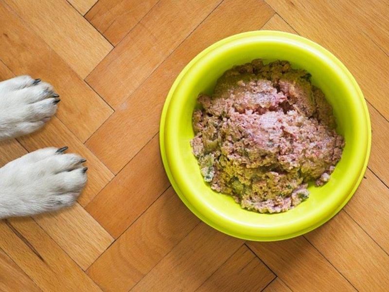 Homemade Cat Food for Cancer