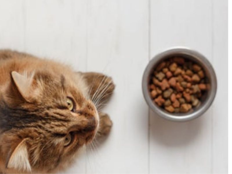 Can You Mix Different Dry Cat Foods Together?