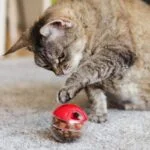 Best interactive feeders for cats