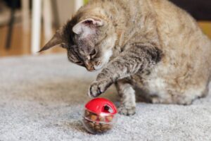 Best interactive feeders for cats