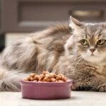 best low magnesium diet for cats