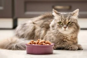 best low magnesium diet for cats