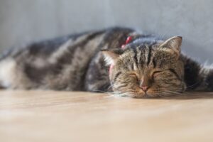 Homemade Food For Cats With Pancreatitis