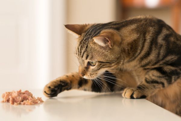 best low magnesium diet for cats