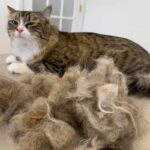 best cat brush for shedding