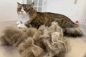 best cat brush for shedding