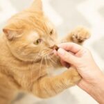 Taurine supplements for cats