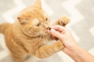 Taurine supplements for cats