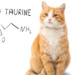 taurine for cats benefits