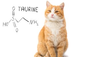 taurine for cats benefits