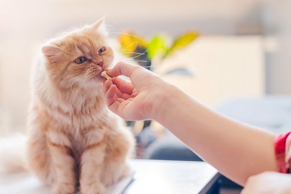 Taurine for cats benefits 