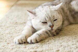 how to test for cat allergy at home