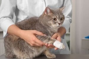 Cat wound spray