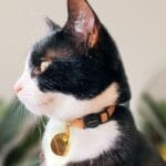 best GPS cat collars