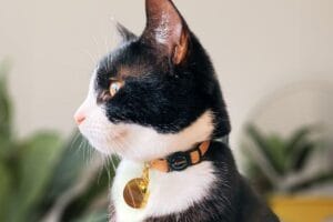 best GPS cat collars