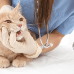 signs of infections after cat tooth extraction