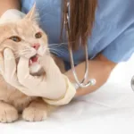 signs of infections after cat tooth extraction