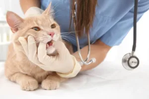 signs of infections after cat tooth extraction