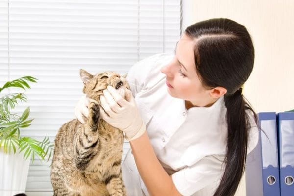 signs of infections after cat tooth extraction