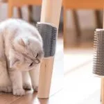 self grooming brush for cats