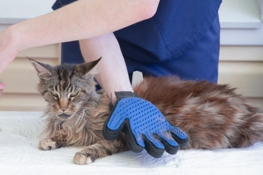 cat brush gloves