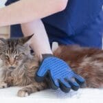 cat brush gloves