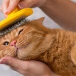 Best retractable cat brushes