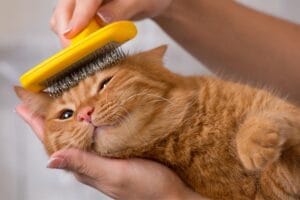 Best retractable cat brushes