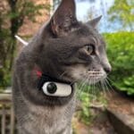 best cat collar camera