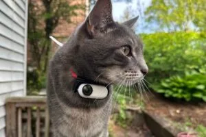 best cat collar camera