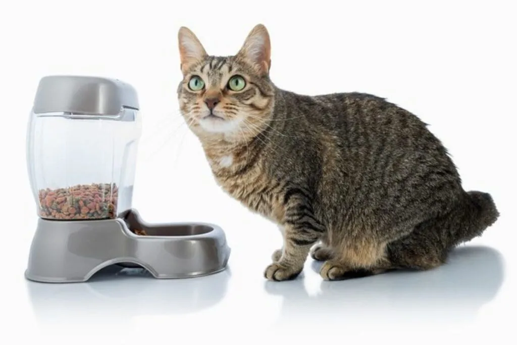 cat camera treat dispenser