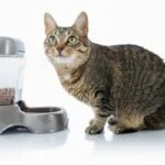 cat camera treat dispenser