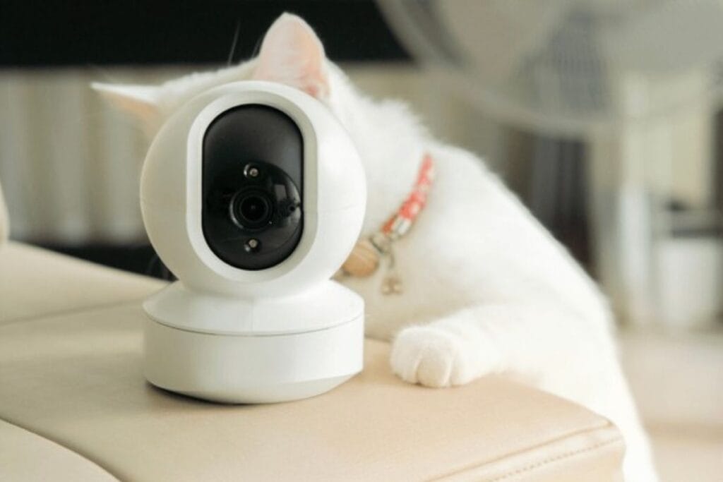 cat cameras without subscription