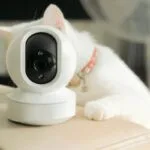 cat cameras without subscription