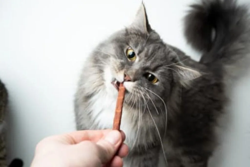 Best Dental Chews For Cats: Keep Those Gummy Smiles Alive 1 Best dental chews for cats