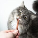 Best dental chews for cats