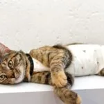 how to keep cat from licking stitches without cones