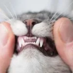 what to feed a cat with gum disease