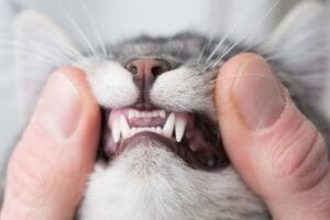 what to feed a cat with gum disease