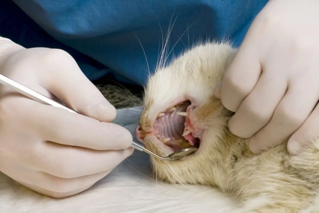 how to treat cat dental disease at home