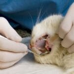 how to treat cat dental disease at home